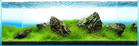 Aquascaping Styles: Nature Aquarium, Iwagumi, Dutch Aquarium ...