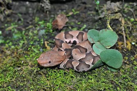 7 Ways To Identify, Prevent & Remove Baby Copperhead Snakes - Everything Reptiles