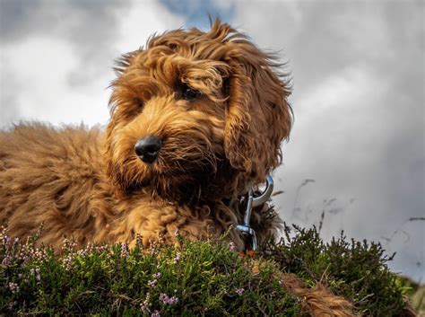 Cockapoo Lifespan - Animal Corner