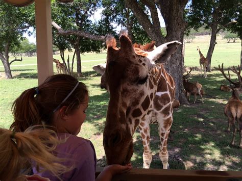 Feeding a giraffe. | Nature in LH