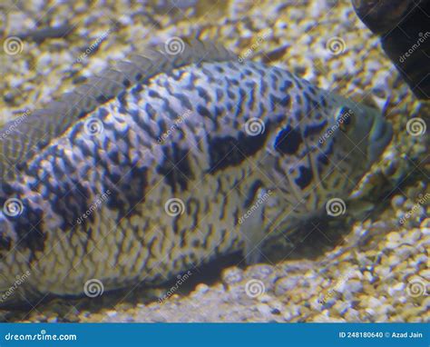 Fish Relaxing Underwater in Aquarium Fish Tank Stock Photo - Image of ...