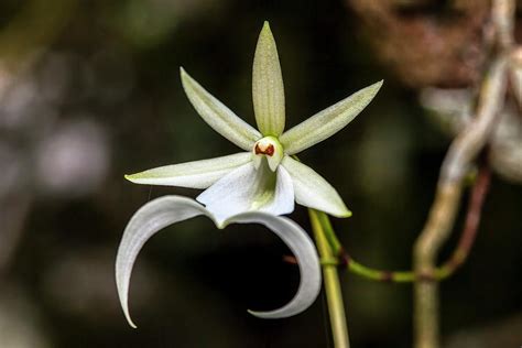 A Rare Ghost Orchid Grows Only Photograph by Larry Richardson | Fine Art America