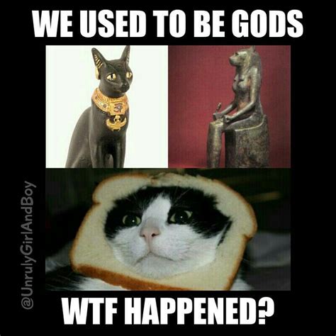 Cats gods meme egyptian | Cats, Animals, Memes