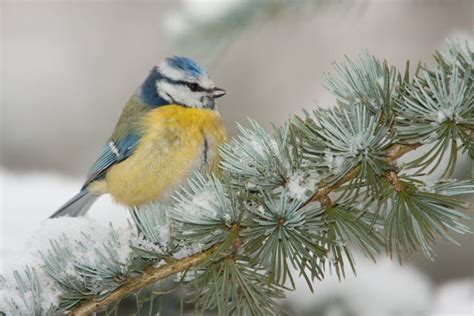 Blue tit in winter stock image. Image of birdwatching - 17688053