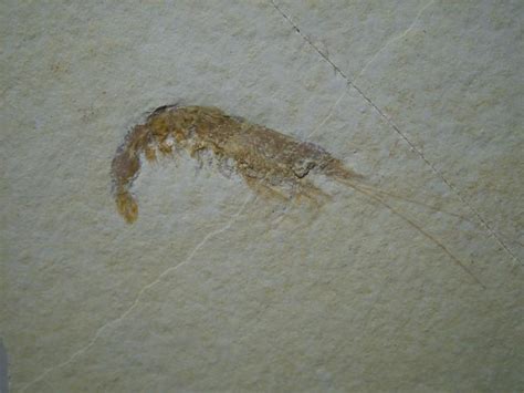 Fossil Shrimp Specimen (061917c) - The Stones & Bones Collection