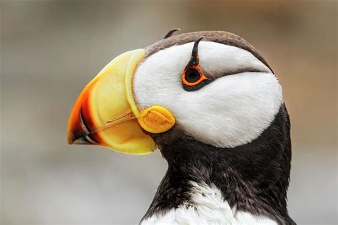 Horned Puffin, Fratercula Corniculata Photograph by Adam Jones - Fine Art America