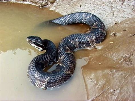 The Water Moccasin, or Cottonmouth Snake - HubPages