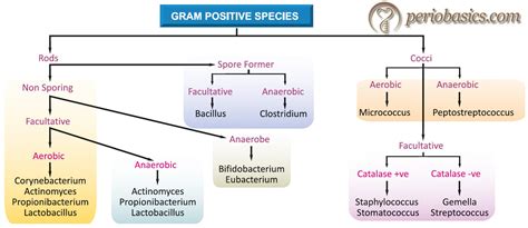 Microbiology of periodontal diseases - periobasics.com