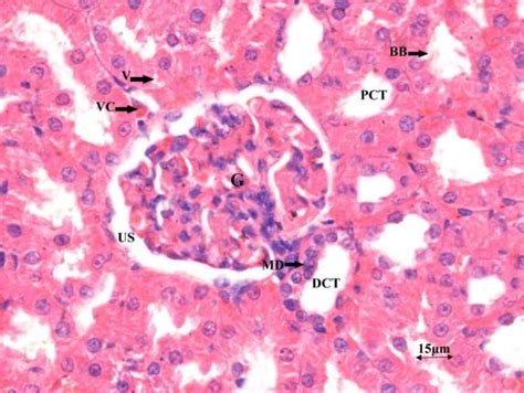 Renal Cortex Histology