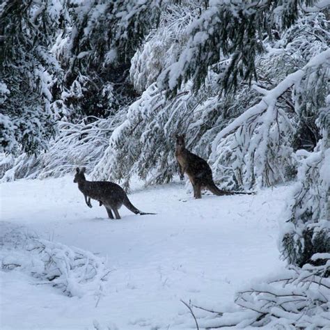 kangaroos-snow-Australia-Aug-2019 | EarthSky