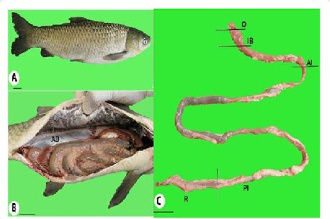 Morphology of grass carp intestine. A: Lateral view of grass carp... | Download Scientific Diagram