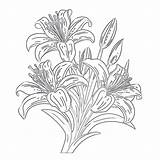 Lily Coloring Page  Pages Mimi Panda sketch template