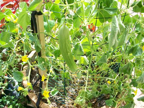 Cucumber | How to grow cucumber vertically?