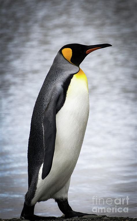 King Penguin, Antarctica Photograph by Philippe Tulula And Julie ...