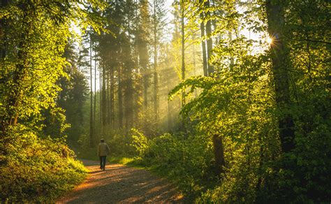 Strong Sense of Place: 12 Great Books Set in the Forest That We Love