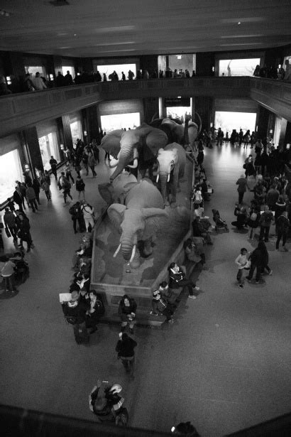 American Museum Of Natural History Free Stock Photo - Public Domain Pictures