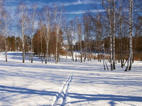 Winter Landscape in Central Russia Stock Image - Image of trees, trunks ...