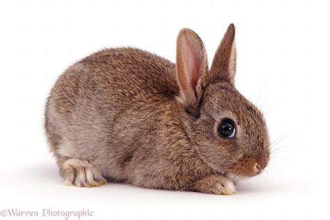 Agouti baby rabbit photo WP06472