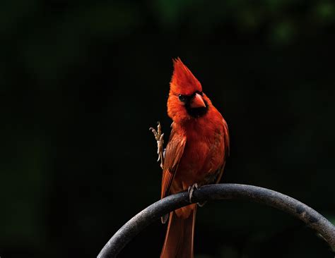 Red Bird Feathers, HD Birds, 4k Wallpapers, Images, Backgrounds, Photos and Pictures