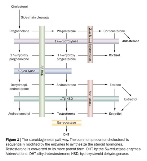 Michael Scally MD - Mostly Androgens: Targeting 5[Alpha]-Reductase For ...