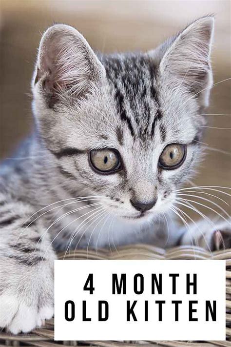 4 Month Old Kitten - Getting Bigger And Changing Fast!