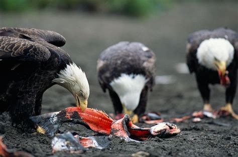 What Do Eagles Eat? Discover Curiosities About Small and Large Eagles