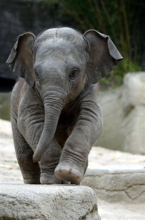 Sweet baby elephant ♥ | Cute baby elephant, Baby animals, Cute baby animals