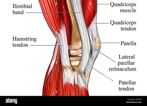 Knee joint muscles hi-res stock photography and images - Alamy