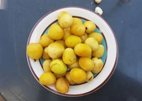 What Does Marula Fruit Taste Like? Does It Taste Good? | Americas ...