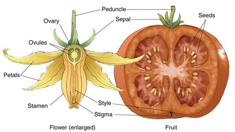 Flicking the tomato flower can help tomato fertilization. | Extension ...