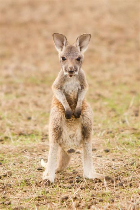 If You're Having A Bad Day, Just Look At These Photos Of Baby Australian Animals