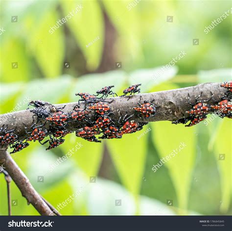 111 Lantern Fly Nymph Images, Stock Photos, and Vectors | Shutterstock