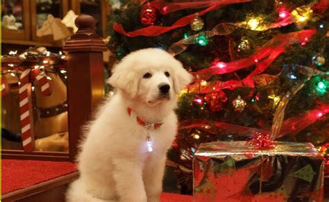 The 1709 Blog: Santa Paws, the magic of Christmas and a posse of elves