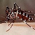 Asian Tiger Mosquito | Bite Symptoms & Information