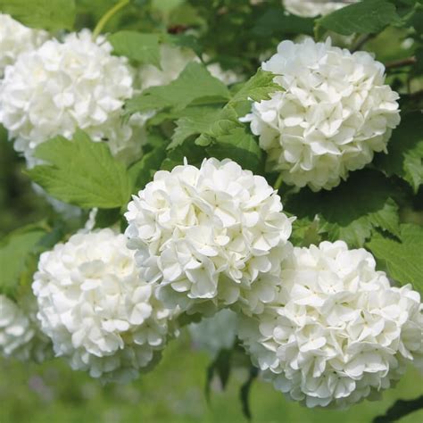 Arbuste boule de neige : fiche de culture de cette plante ornementale