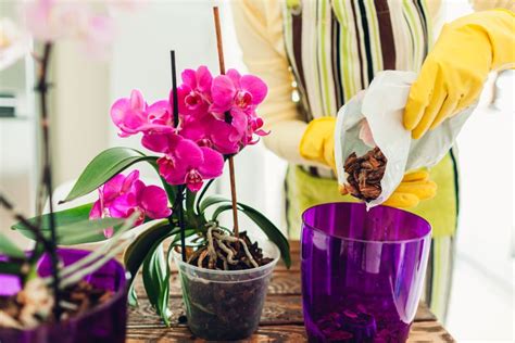 How to Repot an Orchid Plant in 11 Steps Without Killing It