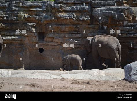 Elephants at Chester Zoo Stock Photo - Alamy