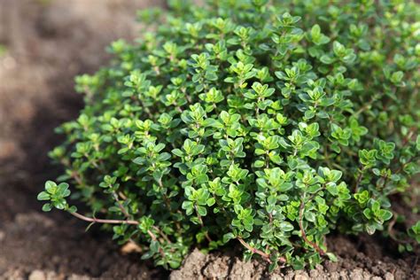 What Is Thyme and How Is It Used?