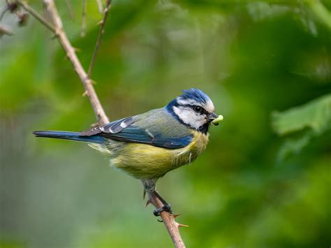 How to Photograph Nesting Birds | Nature TTL