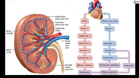 Renal Circulation - YouTube