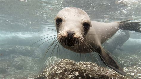 Swimming with the Galápagos Sea Lions of Isla Plaza Sur | The Kid ...