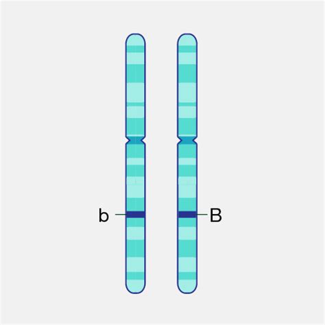 Allele