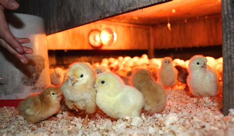 Raising Meat Chickens: How to brood healthy chicks | Birdsong Farm