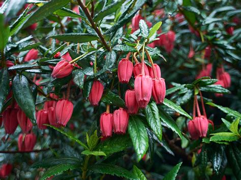 Climbing plants for shade – 10 varieties to choose from | Livingetc