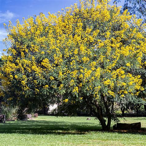 Cassia Trees for Sale | BrighterBlooms.com