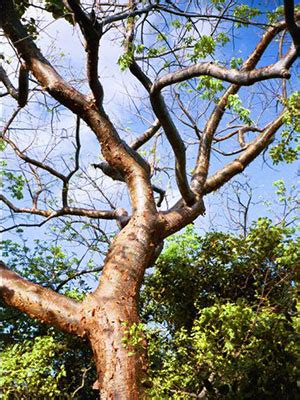 Gumbo-Limbo Tree - University of Florida, Institute of Food and Agricultural Sciences