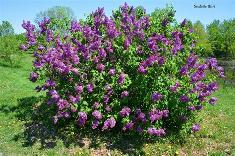 25 FRENCH / Old FASHIONED LILAC Syringa Vulgaris Flower Shrub Bush Seeds | Syringa vulgaris ...