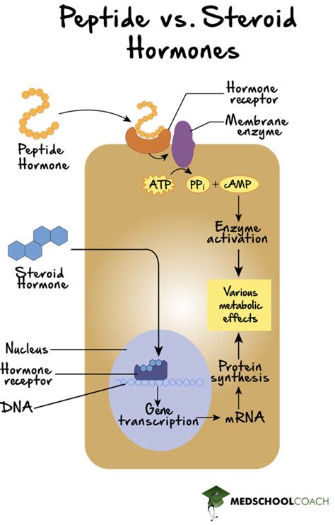 Types of Hormones – MCAT Biology | MedSchoolCoach