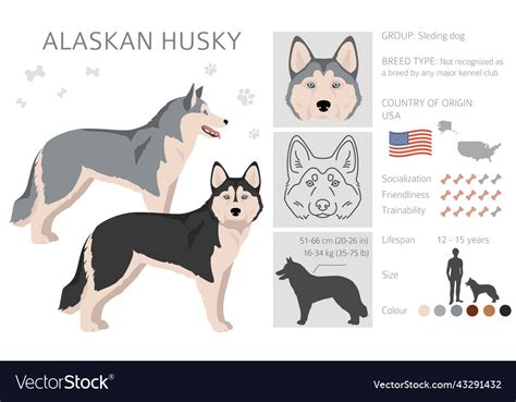 Alaskan husky clipart different poses coat colors Vector Image