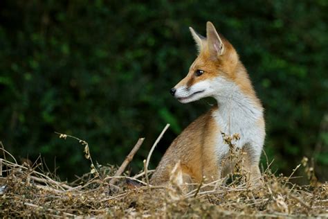 Fox Cubs Enjoying the Summer | Everything is Permuted